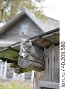 Красивый домашний кот гуляет по улице в теплое время года. A beautiful domestic cat walks down the street in the warm season. Стоковое фото, фотограф Мария / Фотобанк Лори