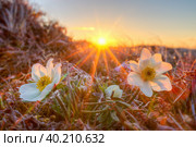 Красивые полевые цветы Дриада (Dryas) на фоне заката. Цветущие белые цветы в тундре и яркое солнце. Растения Чукотки. Раннее лето в Арктике. Чукотка, Сибирь, Дальний Восток России. Стоковое фото, фотограф Андрей Степанов / Фотобанк Лори