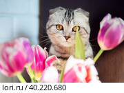 A beautiful cat of the British breed sits near a bouquet of flowers. Стоковое фото, фотограф Екатерина Кузнецова / Фотобанк Лори