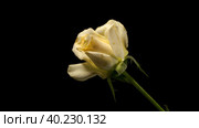 One withering rose on black background  time lapse. Стоковое видео, видеограф Кирилл Трифонов / Фотобанк Лори