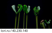 Сucumber growing time lapse. Frontal view on black background. Стоковое видео, видеограф Кирилл Трифонов / Фотобанк Лори