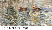 Ferruginous duck (Aythya nyroca), also known as ferruginous pochard, common white-eye or white-eyed pochard, medium-sized diving duck from Eurosiberia. Стоковое фото, фотограф Валерия Попова / Фотобанк Лори