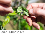 A gardener is holding a green plant leaf with a colony of aphids and ants. Prevention and control of insect pests. Стоковое фото, фотограф Коханова Наталья / Фотобанк Лори