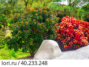 Frangipani bush and Acalypha wilkesiana with red leaves near a rock in the garden. Tropical flowers in landscape design. Стоковое фото, фотограф Коханова Наталья / Фотобанк Лори