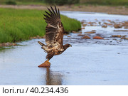 Орлан-белохвост (Haliaeetus albicilla). Красивый большой орлан расправляет крылья и взлетает. Дикая птица в естественной среде обитания. Наблюдение за птицами. Животный мир Арктики. Чукотка, Сибирь, Россия. Стоковое фото, фотограф Андрей Степанов / Фотобанк Лори