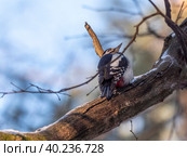 Beautiful forest woodpecker Dendrocopos medius on a tree looking for food. Стоковое фото, фотограф Фотограф / Фотобанк Лори