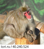 Japanese macaque (Macaca fuscata), also known as snow monkey, terrestrial Old World monkey. Стоковое фото, фотограф Валерия Попова / Фотобанк Лори
