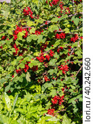 Крупные спелые ягоды красной смородины созрели на садовом участке. Large ripe red currant berries ripened on the garden plot. Стоковое фото, фотограф Мария / Фотобанк Лори