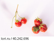 Крупные спелые ягоды сортовой клубники созрели на садовом участке. Large ripe berries of varietal strawberries ripened on the garden plot. Стоковое фото, фотограф Мария / Фотобанк Лори