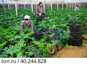 Couple of farmers collect ripe zucchini and store in crates. Стоковое фото, фотограф Яков Филимонов / Фотобанк Лори