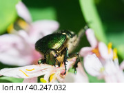 Beetle cetonia aurata sitting on flowers hawthorn close up. Nature background.. Стоковое фото, фотограф Корнеев Вячеслав / Фотобанк Лори