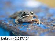 A adult Common European Toad, Bufo bufo sitting on the ground in the garden. Стоковое фото, фотограф Корнеев Вячеслав / Фотобанк Лори