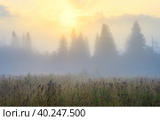 Восход солнца над лесом и поляной. Красивое золотое освещение. Утренний туман. Туманный пейзаж. Деревья в тумане. Летняя природа в сельской местности. Живописный туманный сельский пейзаж. Стоковое фото, фотограф Андрей Степанов / Фотобанк Лори