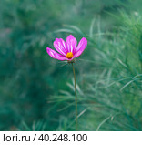 Розовый цветок космеи крупным планом на размытом фоне. Стоковое фото, фотограф Олег Пученков / Фотобанк Лори
