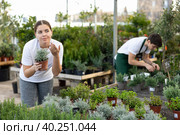 Focused young female consumer in casual wear choosing Thymus x Citriodorus in pot while buying plants in garden market. Стоковое фото, фотограф Яков Филимонов / Фотобанк Лори