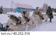 Западная Сибирь, село Русскинская: оленеводы ханты укладывают оленей на нарты. Western Siberia, Russkinskaya village: reindeer herders lay reindeer on sled. (2022 год). Стоковое видео, видеограф Евгений Романов / Фотобанк Лори
