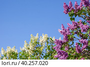 Border of purple and white lilac against the blue sky. Spring background with lilac flowers. Стоковое фото, фотограф Оксана Прахова / Фотобанк Лори