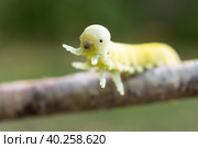 Cimbex femoratus birch Sawfly caterpillars. Стоковое фото, фотограф Корнеев Вячеслав / Фотобанк Лори