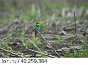 European bee-eater (Merops Apiaster) Стоковое фото, фотограф Корнеев Вячеслав / Фотобанк Лори