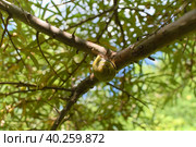 Лесная улитка (Cepaea nemoralis) на ветвях облепихи. Стоковое фото, фотограф Евгений Капранов / Фотобанк Лори