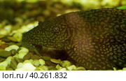 Catfish head on rocks in aquarium. Стоковое видео, видеограф Татьяна Лобанова / Фотобанк Лори