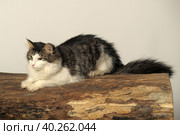 Norwegian forest cat on a tree. Стоковое фото, фотограф Анна Кривицкая / Фотобанк Лори