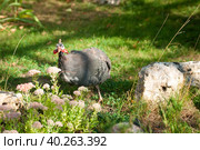Guineafowl-chicken on the grass. Стоковое фото, фотограф Корнеев Вячеслав / Фотобанк Лори