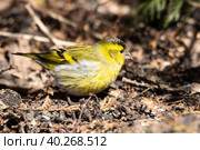 Eurasian Siskin on the ground. Стоковое фото, фотограф Корнеев Вячеслав / Фотобанк Лори