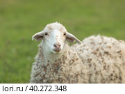 Sheep in nature green meadow on a grass. Стоковое фото, фотограф Ирина Михайличенко / Фотобанк Лори