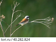 Lanius collurio on a branch. Стоковое фото, фотограф Корнеев Вячеслав / Фотобанк Лори