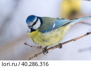 Tit on a branch. Стоковое фото, фотограф Корнеев Вячеслав / Фотобанк Лори
