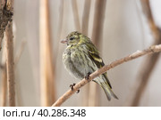 Siskin in the snow. Стоковое фото, фотограф Корнеев Вячеслав / Фотобанк Лори