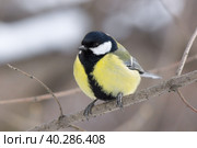 Tit on a branch. Стоковое фото, фотограф Корнеев Вячеслав / Фотобанк Лори