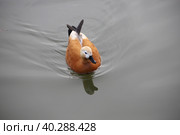 Утка огарь рассекает водную гладь в парке весной. Стоковое фото, фотограф Л.А.Дубина / Фотобанк Лори