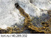 partially melted snowdrift, rodent burrows lined with old grass, housing insulation for the winter, selective focus. Стоковое фото, фотограф Дмитрий Коростылев / Фотобанк Лори