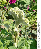 Целозия гребенчатая (Celosia argentea f. cristata), которую также называют «петушиным гребнем». Небольшое растение с мелкими цветками, собранными в крупные соцветия. Соцветия по форме напоминают петушиный гребень. Стоковое фото, фотограф Сергей Елизарьев / Фотобанк Лори