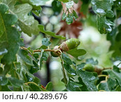 Молодые желуди после дождя. Пушистый дуб (лат. Quercus pubescens) достигает в высоту 18 метров. Растет в лесах нижнего пояса на южных склонах гор. Южный берег Крыма. Стоковое фото, фотограф Сергей Елизарьев / Фотобанк Лори