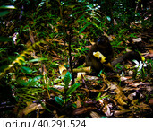 Portrait of the eating Golden bamboo lemur aka Hapalemur aureus (2018 год). Стоковое фото, фотограф Сергей Майоров / Фотобанк Лори