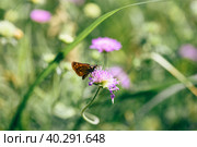 Orange butterfly on the pink flower. Стоковое фото, фотограф Всеволод Белоусов / Фотобанк Лори