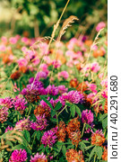 Meadow of Clover Flowers. Стоковое фото, фотограф Всеволод Белоусов / Фотобанк Лори