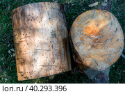 the surface of the tree trunk cleared of bark and sawed off such a tree damaged by wood parasites. Стоковое фото, фотограф Дмитрий Коростылев / Фотобанк Лори