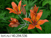 Лилия даурская, или пенсильванская (лат. lilium pensylvanicum) - вид однодольных цветковых растений семейства лилейных (liliaceae). Крупный план красного цветка. Стоковое фото, фотограф Людмила Ивашина / Фотобанк Лори