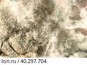 Texture of mold and fungi, microbiology, abstract background. Стоковое фото, фотограф Филатова Ирина / Фотобанк Лори
