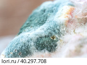 Texture of mold and fungi, microbiology, abstract background. Стоковое фото, фотограф Филатова Ирина / Фотобанк Лори