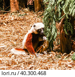 Portrait of the Coquerel's sifaka aka Propithecus coquereli at Lemurs park, Antananarivo, Madagascar. Стоковое фото, фотограф Сергей Майоров / Фотобанк Лори