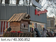 Голубь сидит возле кормушки для птиц в Центральном парке культуры и отдыха имени Кирова. Санкт-Петербург (2023 год). Редакционное фото, фотограф Румянцева Наталия / Фотобанк Лори