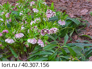 Цветущий морозник восточный (лат. Helleborus orientalis).  Москва, Аптекарский огород, начало апреля. Стоковое фото, фотограф Сергей Рыбин / Фотобанк Лори