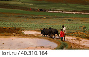 Landscape with the ploughing farmers and zebu at the rice fields and Onive river at Antanifotsy,Madagascar. Стоковое фото, фотограф Сергей Майоров / Фотобанк Лори