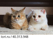 Two home cats British and Scottish breed. Стоковое фото, фотограф Неведицына Елена / Фотобанк Лори