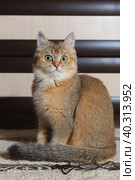 Surprised British cat at home. Стоковое фото, фотограф Неведицына Елена / Фотобанк Лори